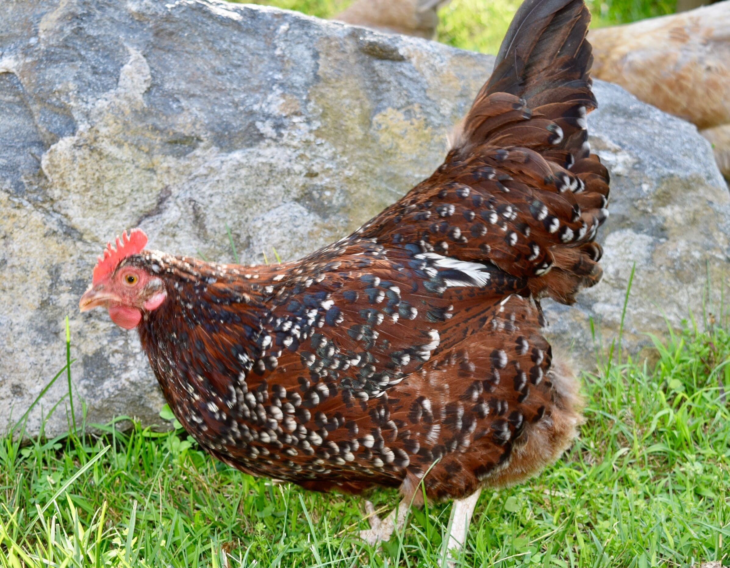 Hot tub, Game room, Rustic elegance, Fresh eggs, Private, 10 miles to AVL.