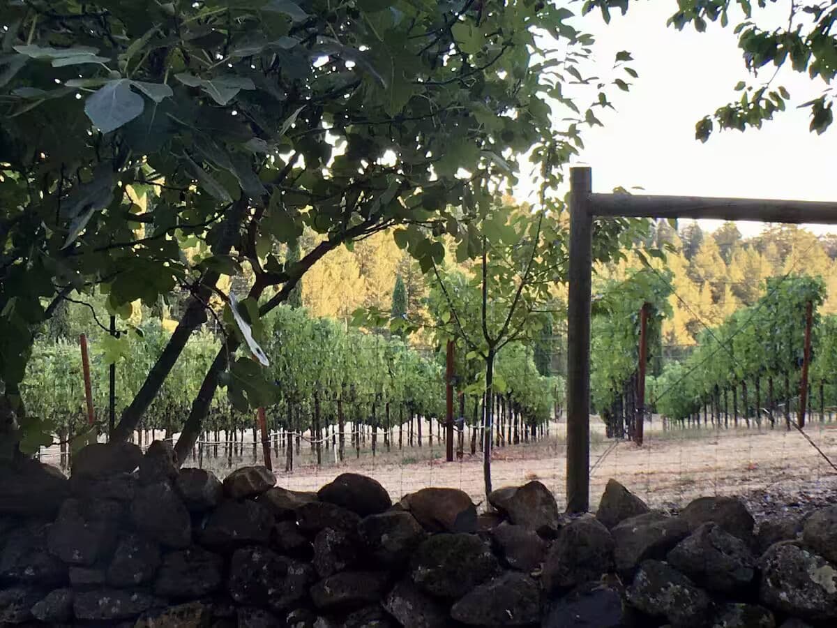 Boutique Compound on Private Vineyard, Complete with Guest House